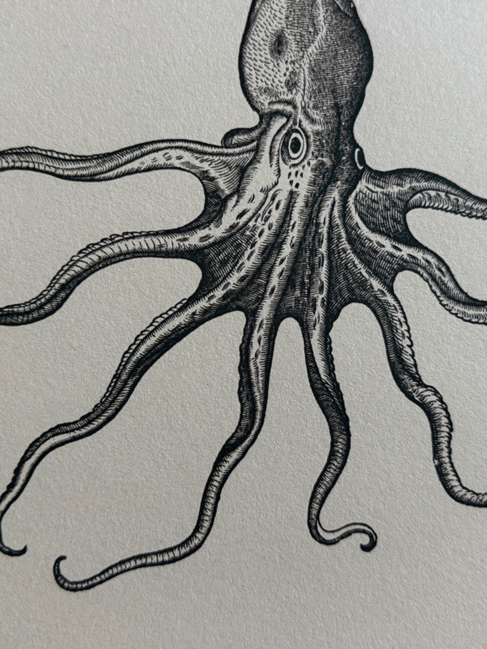 8.5 x 11" Octopus Illustration Print